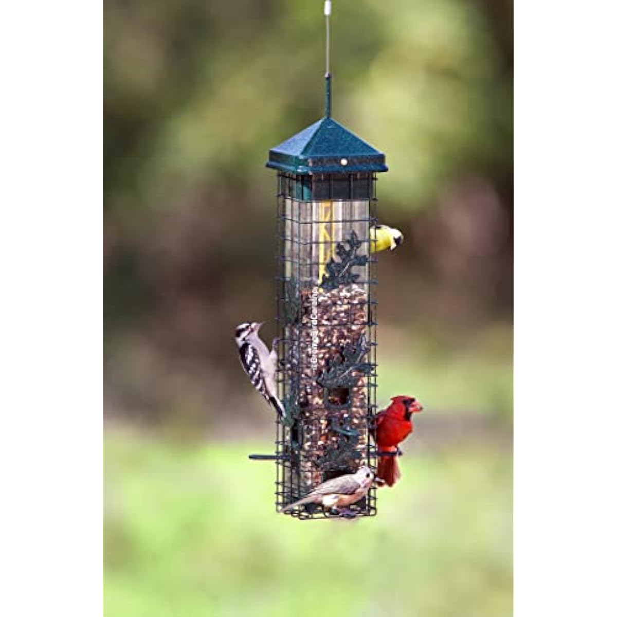 Squirrel Solution200 Squirrel-proof Bird Feeder w/6 Feeding Ports, 3.4-pound Seed Capacity, Free Seed Funnel