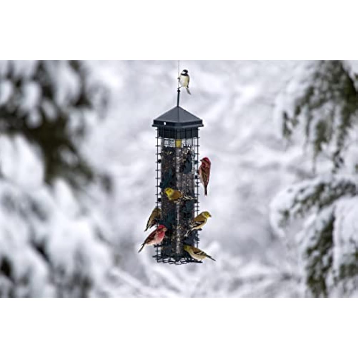 Squirrel Solution200 Squirrel-proof Bird Feeder w/6 Feeding Ports, 3.4-pound Seed Capacity, Free Seed Funnel