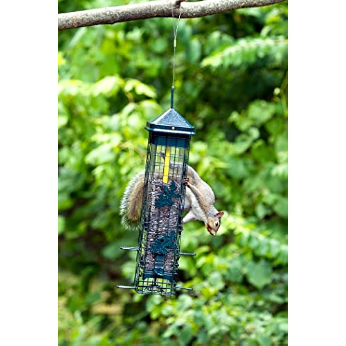 Squirrel Solution200 Squirrel-proof Bird Feeder w/6 Feeding Ports, 3.4-pound Seed Capacity, Free Seed Funnel